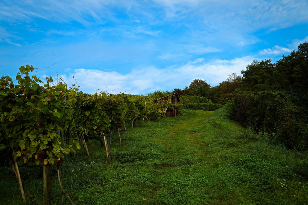 Wachau