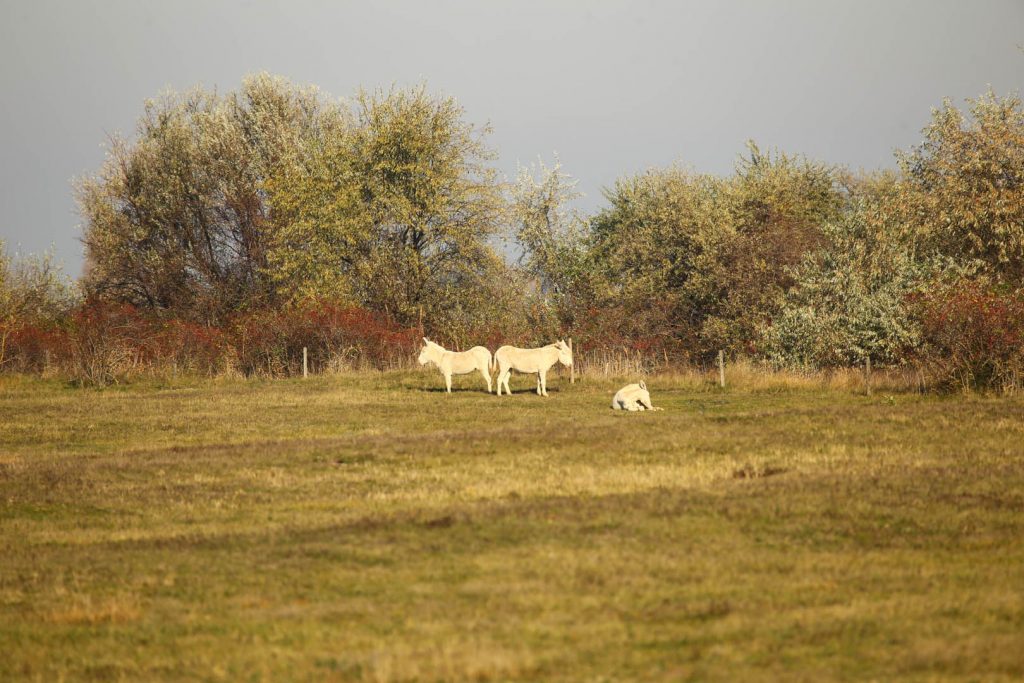 Nationalpark Neusiedlersee