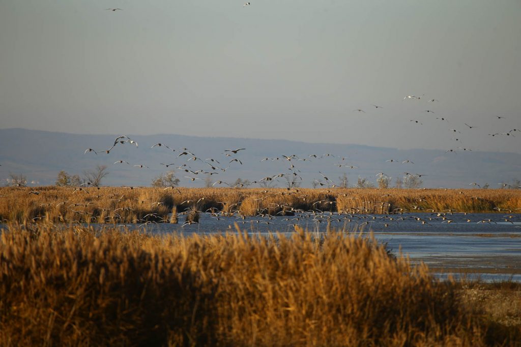 Nationalpark Neusiedlersee