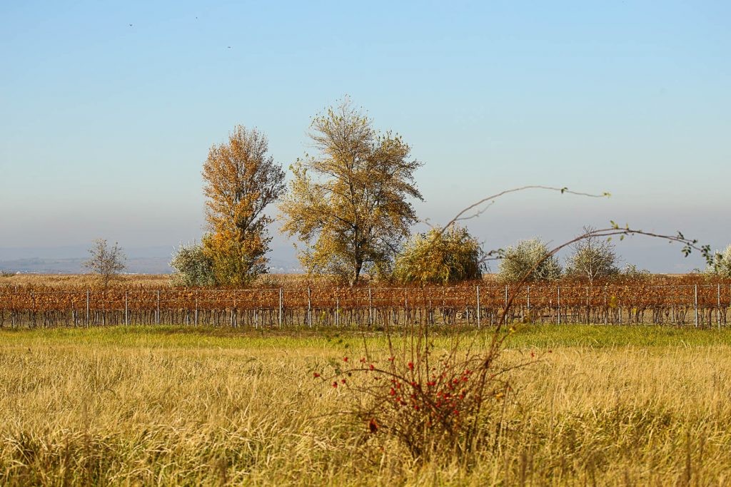 Nationalpark Neusiedlersee