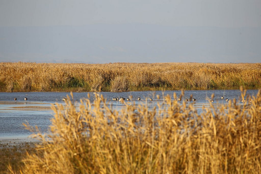 Nationalpark Neusiedlersee