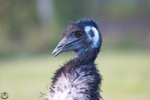 Der Emu
