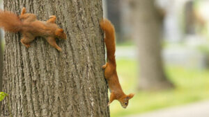 Die Eichhörnchen vom Friedhof