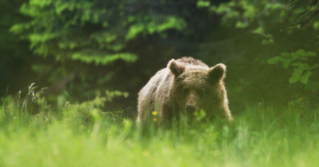 Brownbear in Slovenia