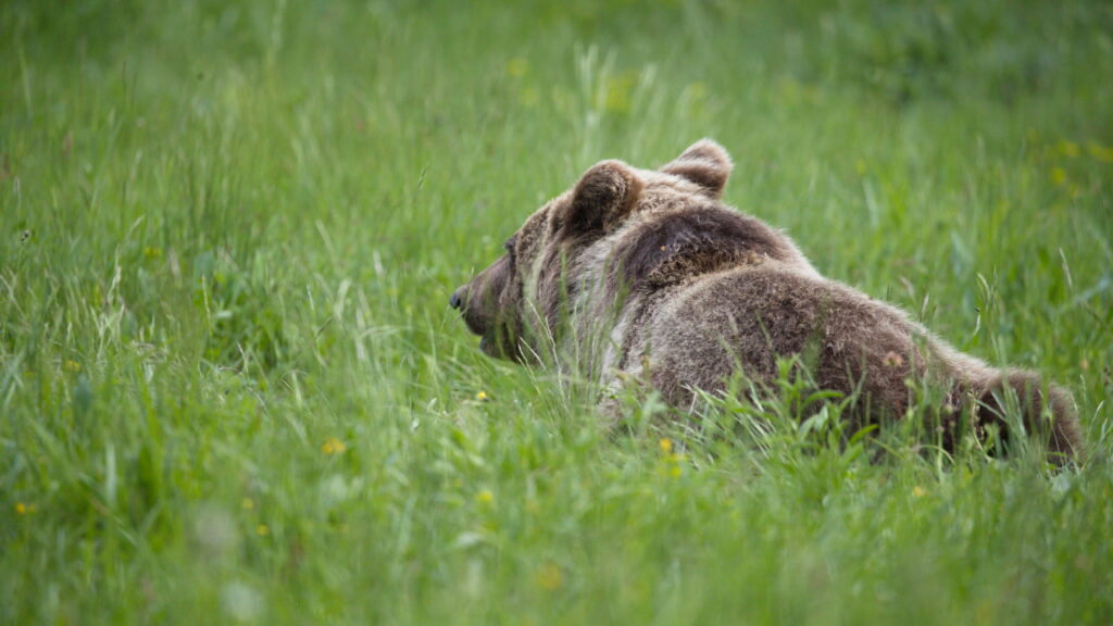 Braun Bären in Slowenien Blog