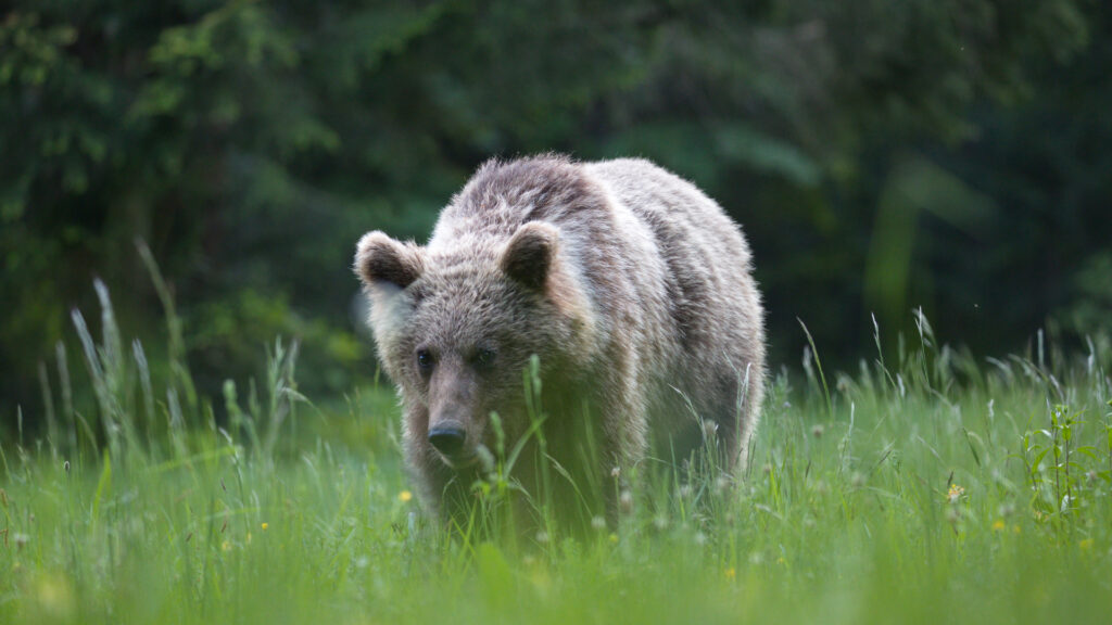 Thomas Novak Photography
Ursus arctos