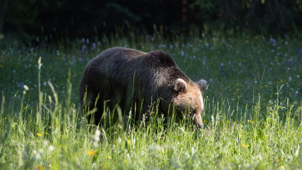 Die schwersten Braunbären sind
die Kodiakbären, die an der
Südküste Alaskas und auf
vorgelagerten Inseln wie Kodiak
leben. Sie können ein Gewicht von
bis zu 780 Kilogramm erreichen,
wobei das Durchschnittsgewicht
der Männchen aber nur bei 389
Kilogramm und bei Weibchen 207
Kilogramm liegt.