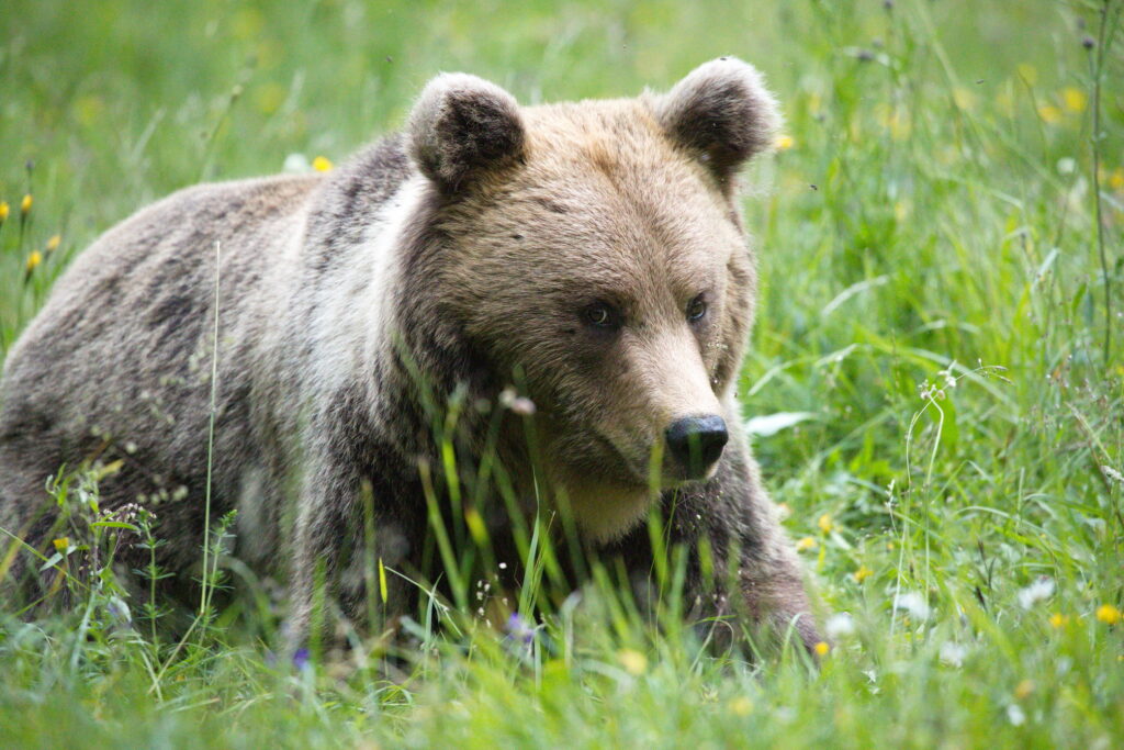 Braun Bären in Slowenien Blog