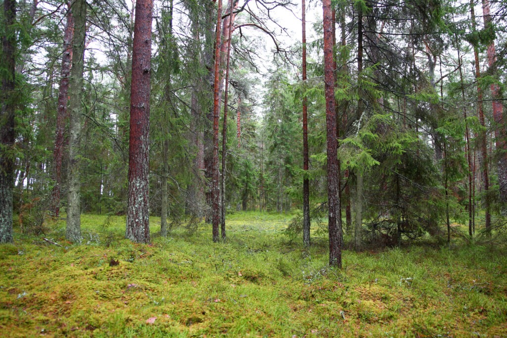 Kemeri Nationalpark