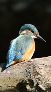 Eisvogel