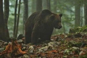 Braunbär