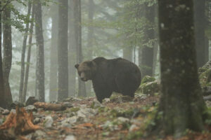Braunbär